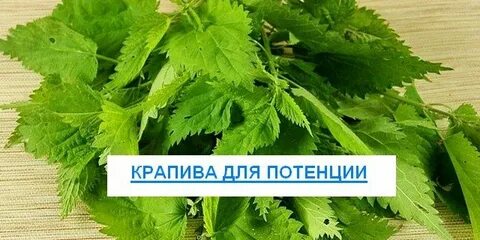 Крапива мужская