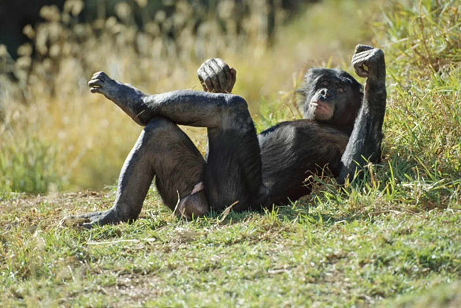 Обезьяна потом. Бонобо обезьяна. Шимпанзе бонобо. Шимпанзе бонобо спаривание. Бонобо самец.