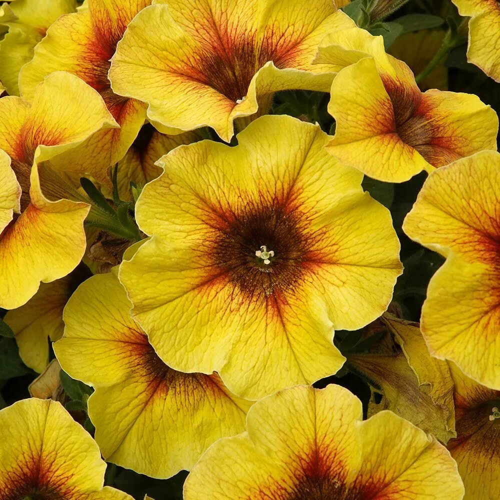 петуния петхоа yellow. петуния petchoa beautical sunray pink. петхоа beautical caramel yellow. петуния supercal terracotta. петуния петхоа beautical caramel yellow.