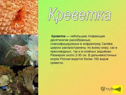 Креветка описание