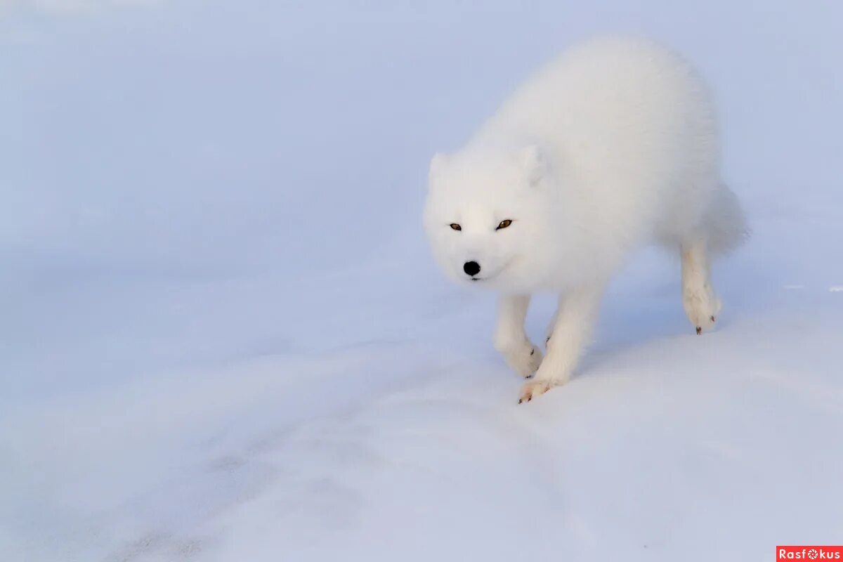 полярная лисица песец. найти песца. полярная лисица песец. арктическая мраморная лиса. песец милый.