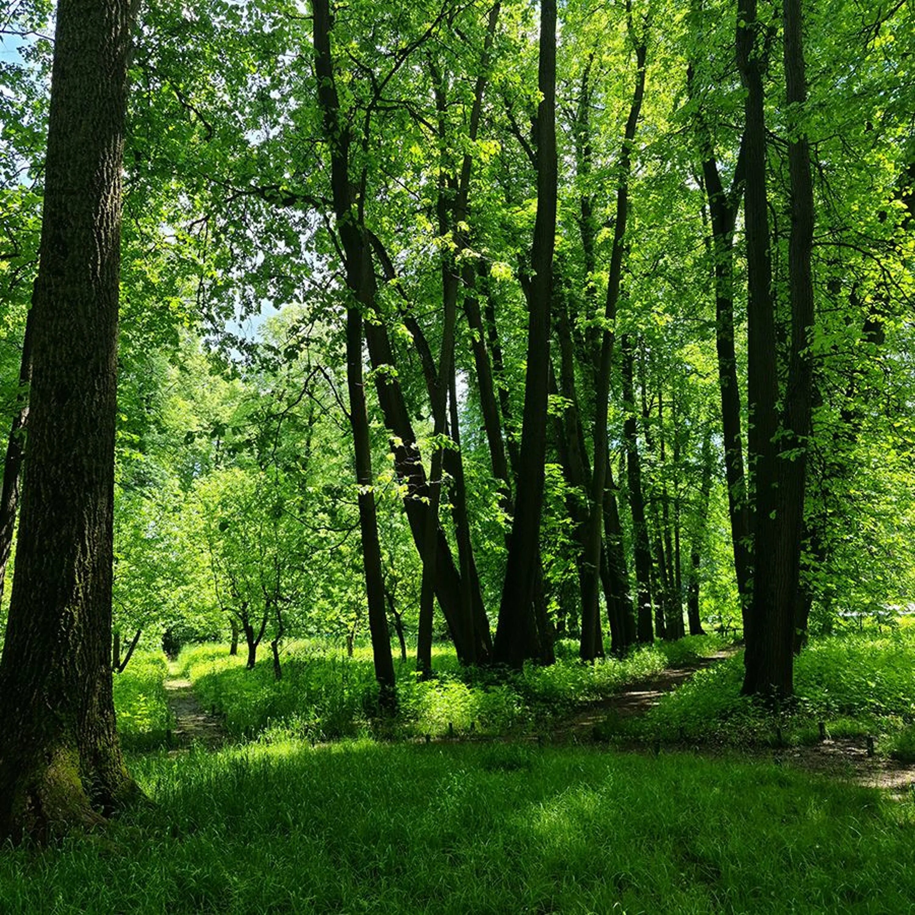 Леса ясной поляны. Ясная поляна тула. Ясная поляна тула природа. Ясная поляна тула. Леса ясной поляны.