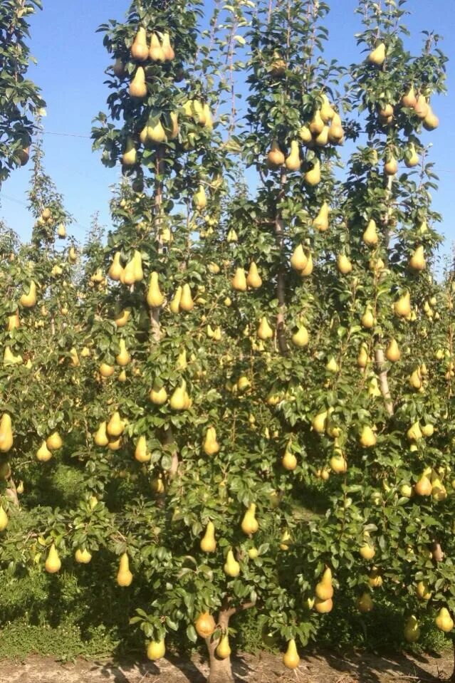 Аббат Феттель сорт груши. Аббат (сорт груш). Груша аббат Фетель дерево. Груша аббат и груша конференция. Сорт груши аббат фетель отзывы