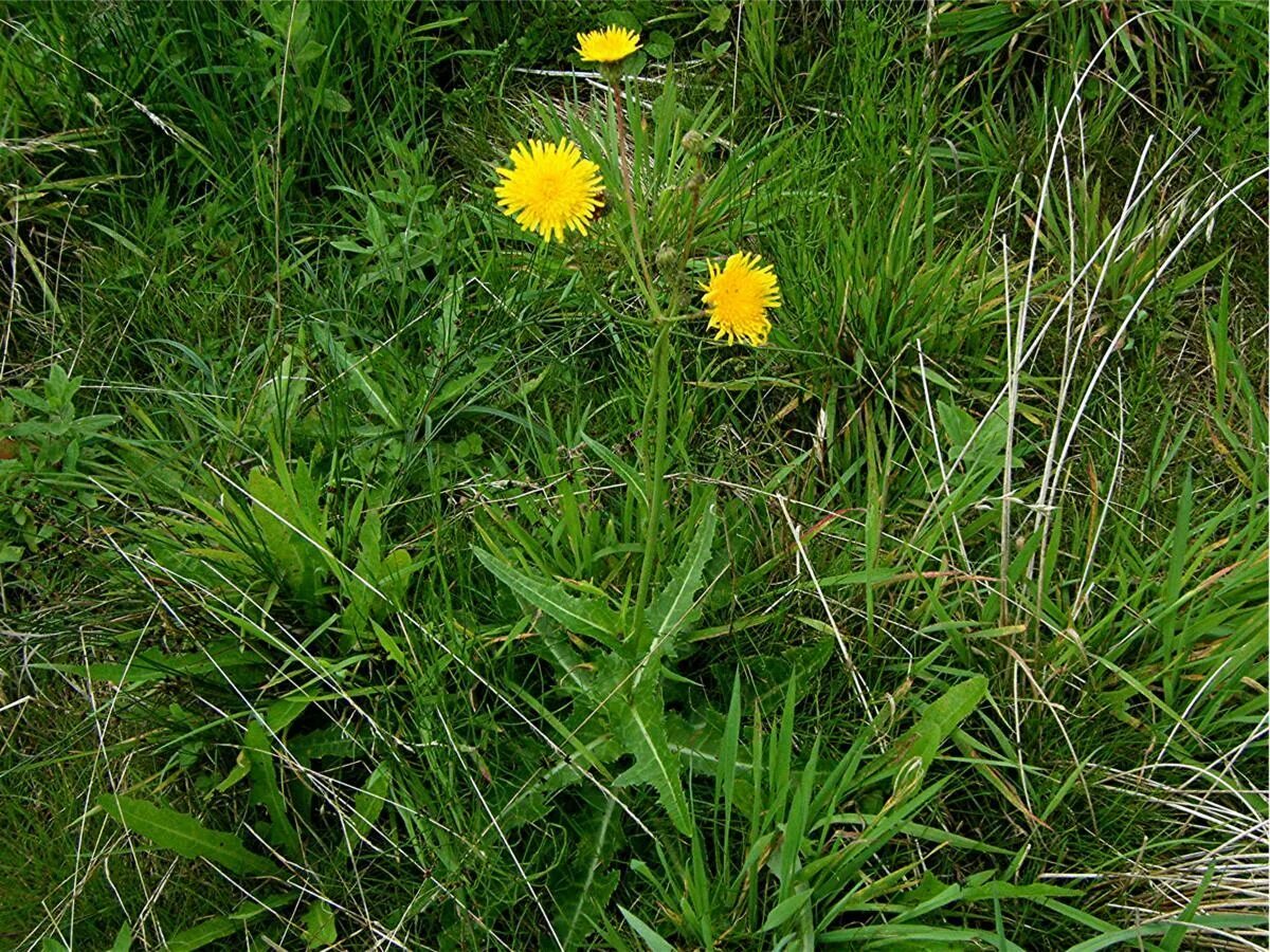 Осот полевой сорняк. Осот полевой. Осот полевой (Sonchus arvensis),. Осот полевой, осот желтый.