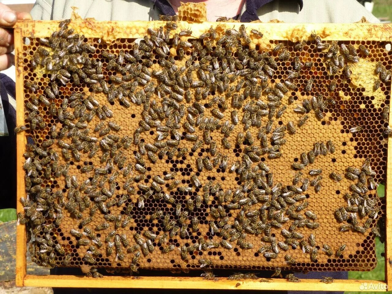 Купить пчелиные рамки. Пчелиный расплод. Пчелопакеты,пчелосемьи Карника. Расплод пчел. Пчелопакеты безсотовые на 2023 Гращенко.