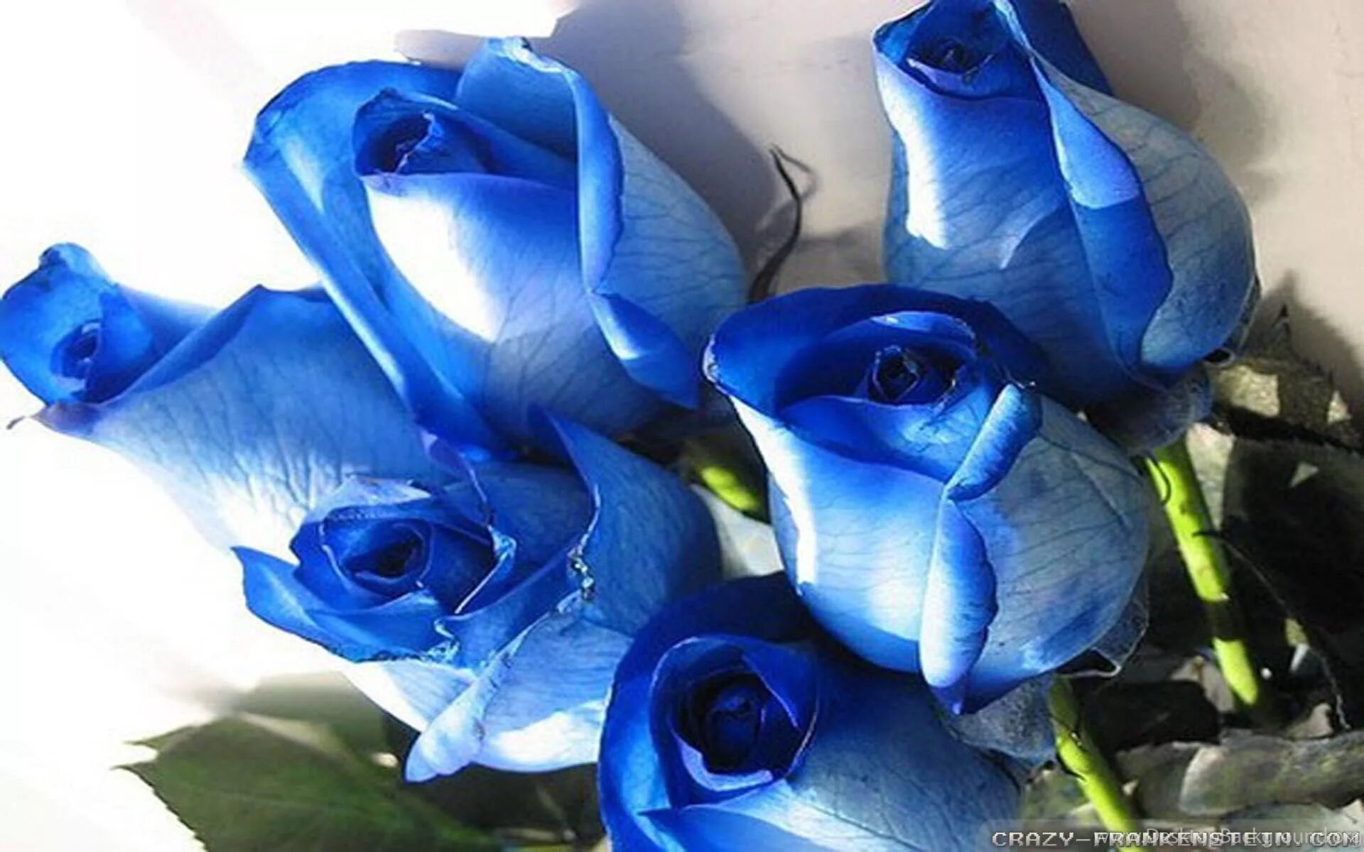 Юля синяя. Синие розы фото.