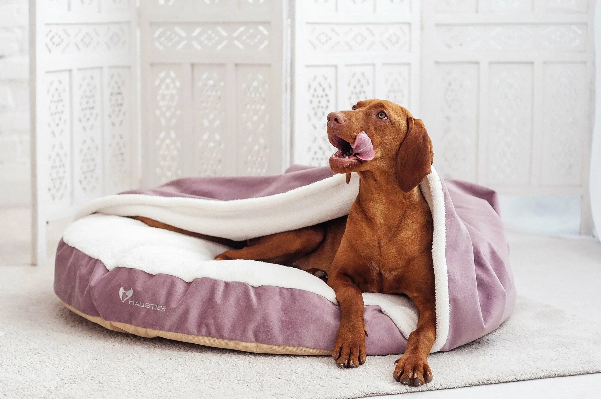 Haustier лежак для собак. Cozy Bed лежанка. Лежак для собак Haustier Lounge Silver 45x45х9см. Лежанка с одеялом для собаки