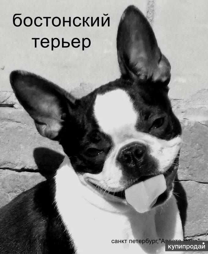 Бостон терьер с человеком. Бостон петербург. Бостон терьер чемпион. Бостон петербург. Школа бостон новосибирск.
