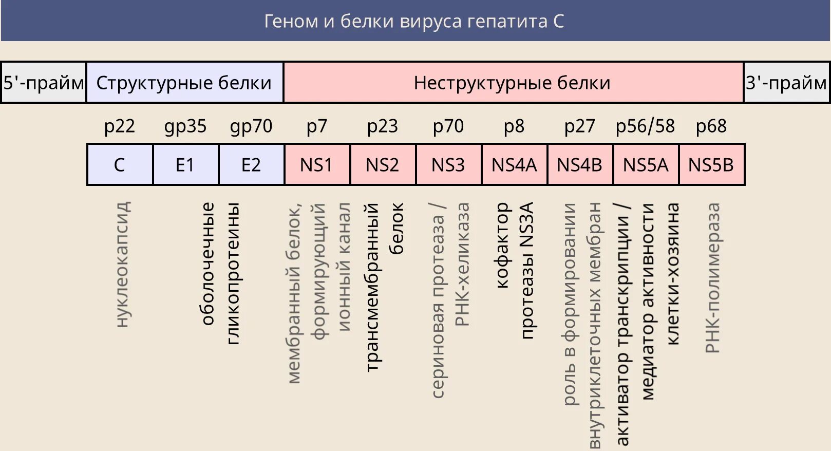 Белки гепатита с