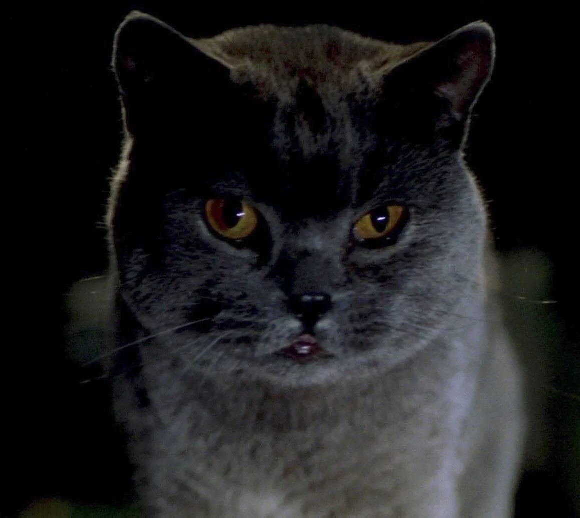 Коты злодеи. Вольт доктор калико. Вольт (2009). Кошки против собак тинклс. Блофельд из джеймса бонда 007.