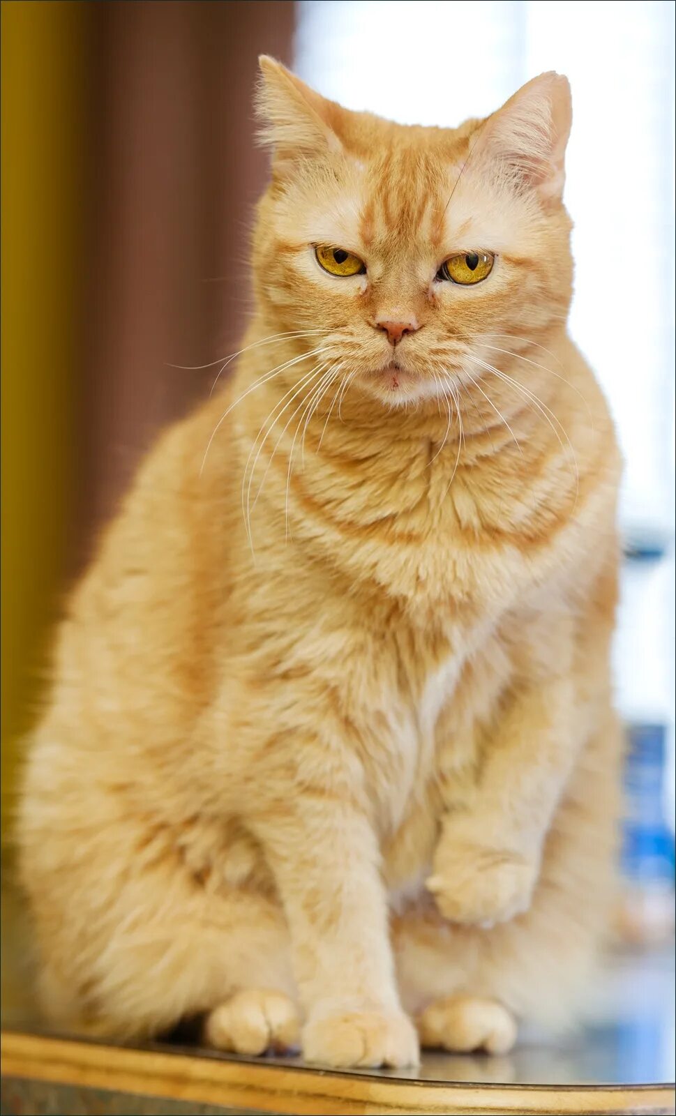 Европейская короткошерстная кошка рыжая. Европейская короткошерстная табби рыжий. Скоттиш страйт рыжий. Европейский короткошерстный кот рыжий. Кошечка желтая