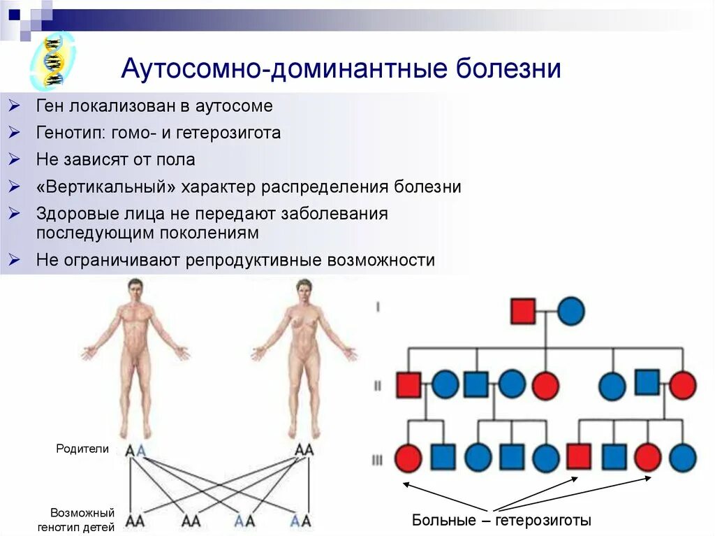 Болезни аутосомно доминантного наследования. Генная болезнь с аутосомно рецессивным типом наследования. Аутосомно-доминантный Тип наследования заболевания. Аутосомно-доминантный Тип наследования болезни Виллебранда.