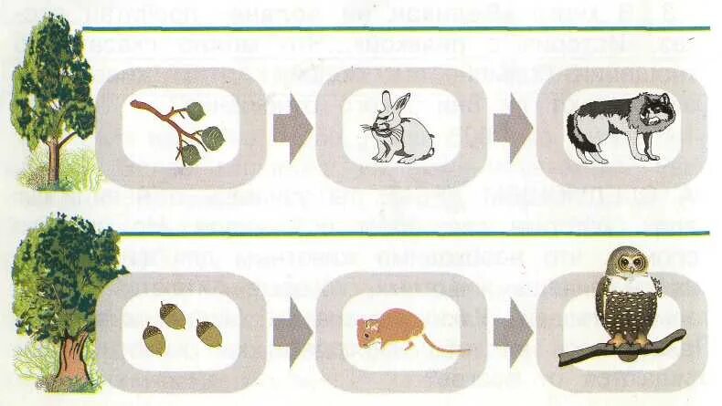 Пищевая цепочка осина заяц волк. Цепочка питания осина заяц волк. Трава заяц волк цепь питания. Пищевая цепочка в лесу 3 класс окружающий мир.