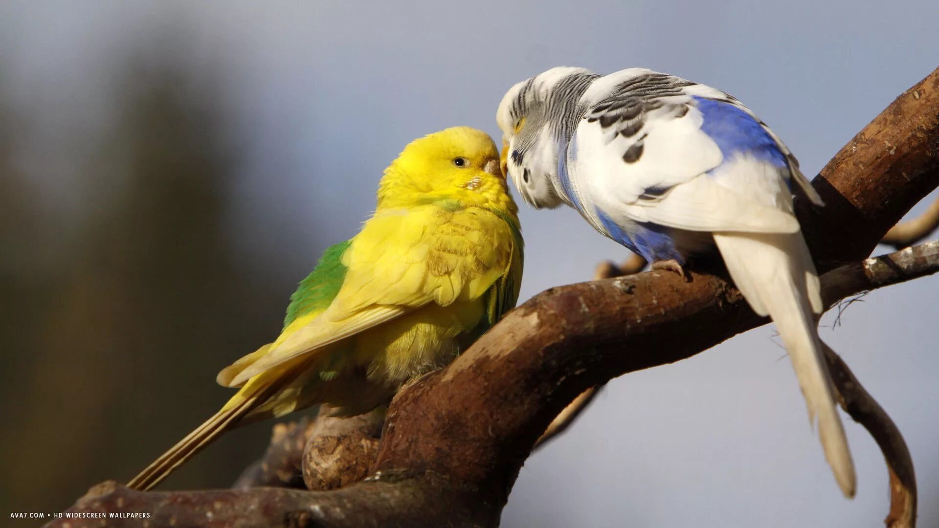 Волнистый попугай. Тирика попугай. Пинто волнистый попугай. Budgie Bird.