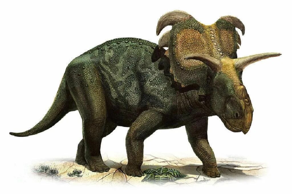 Цератопсы. Medusaceratops lokii. Цератопс динозавр. Трицератопс Эра. Протоцератопс и Трицератопс.