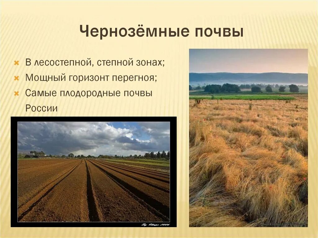 В какой природной зоне почвы наиболее плодородные. Зона степей России почвы. Почвы в лесостепи чернозем в России. Чернозем в степи. Черноземные почвы лесостепной зоны.