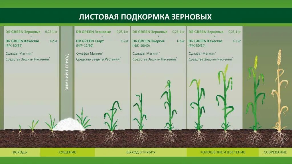 ВВСН озимой пшеницы. Подкормка карбамидом Яровой пшеницы. Корневая подкормка озимой пшеницы карбамидом. Подкормка карбамидом Яровой пшеницы листовая.