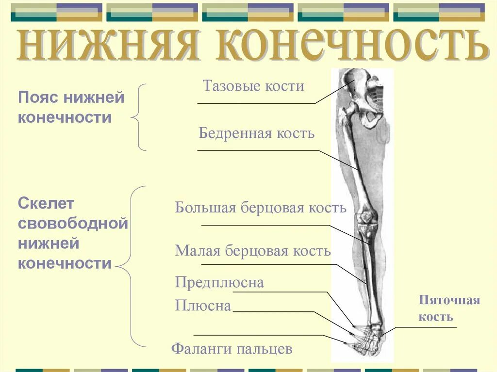 Отделы скелета нижней конечности. Соединение костей скелета нижней конечности. Отдел скелета человека пояс нижних конечностей. Кости составляющие скелет нижней конечности. Соединение кости нижней конечности