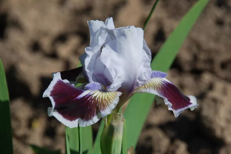 ирис карликовый сиквел. ирис карликовый описание. ирис карликовый описание. ирис pumila. ирис карликовый описание.