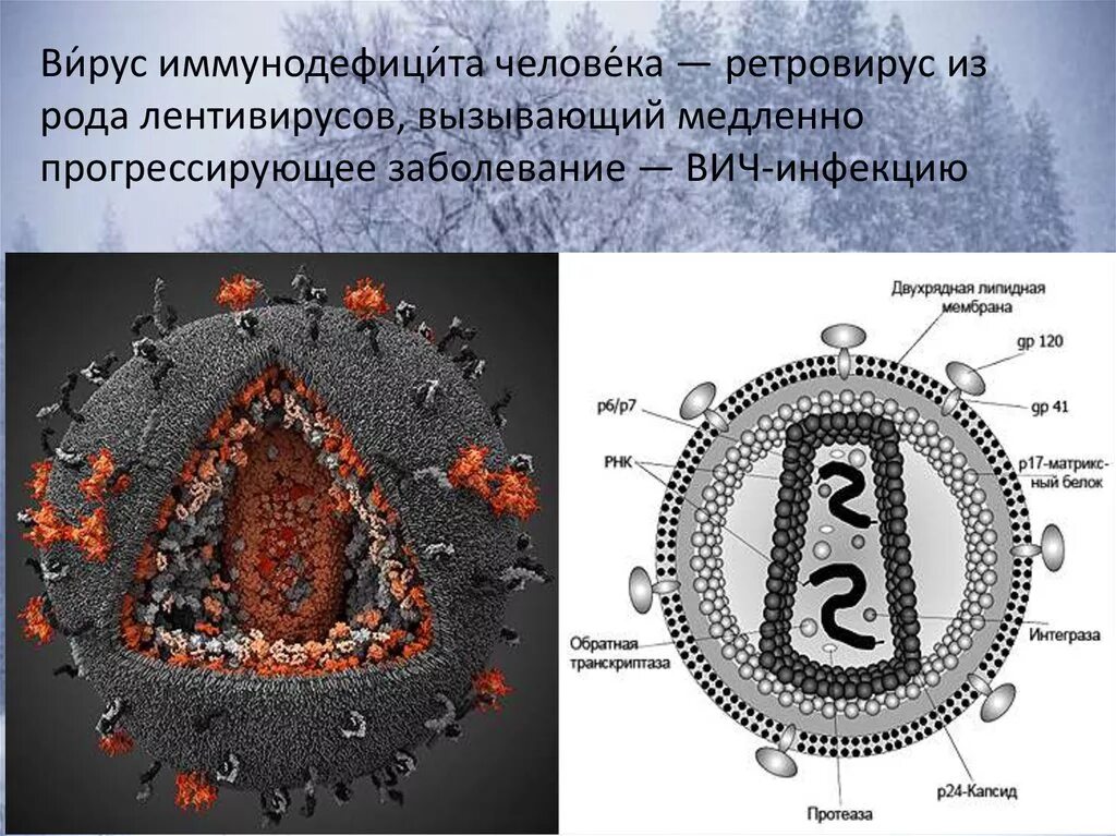 Строение вич. ВИЧ структура вириона. Схема строения вириона ВИЧ. Строение вируса ВИЧ. Схематическое строение вируса СПИДА.