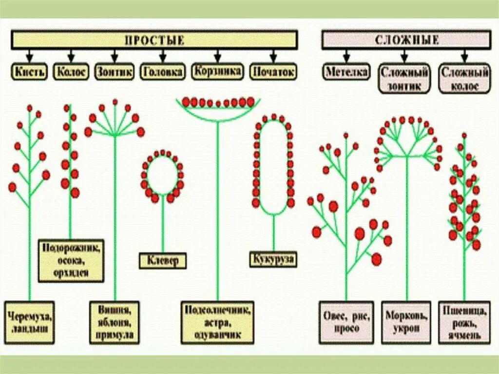 Схема типов соцветий цветка 6 класс биология. Простые и сложные соцветия 6 класс биология. Виды соцветий таблица. Соцветия таблица 7 кл по биологии.