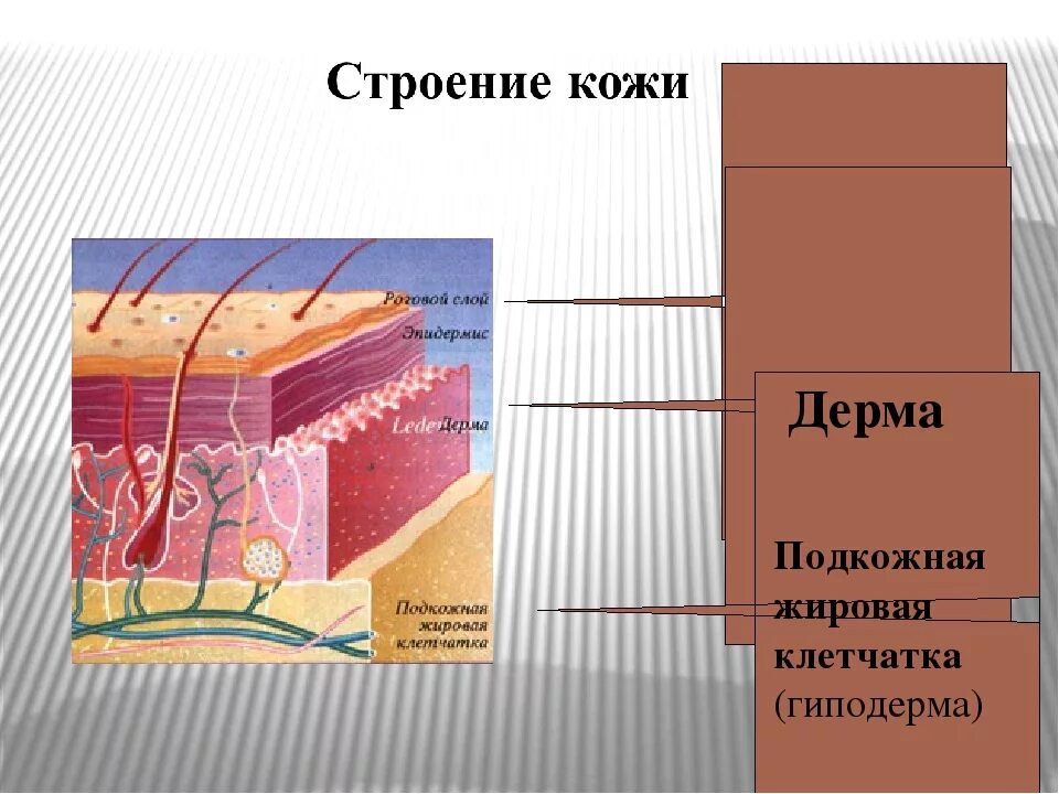 Гиподерма строение и функции. Строение подкожной клетчатки. Строение подкожной клетчатки кожи человека. Строение подкожной жировой клетчатки. Подкожная ткань.