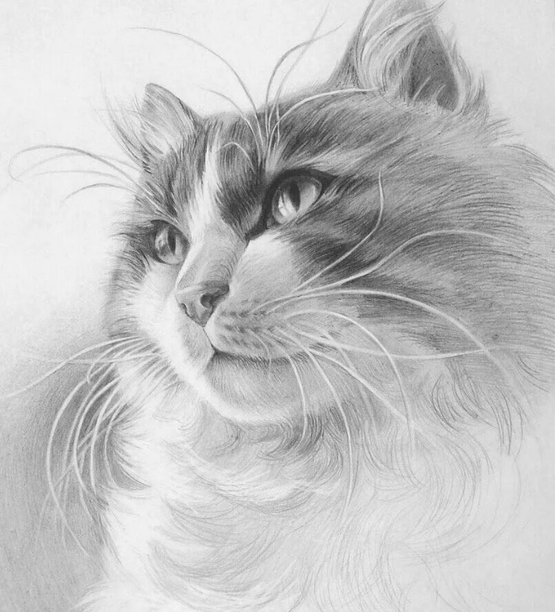 Нарисовать рисунок карандашом. Картины карандашом. Кошка карандашом. Кошка рисунок карандашом. Котик карандашом.
