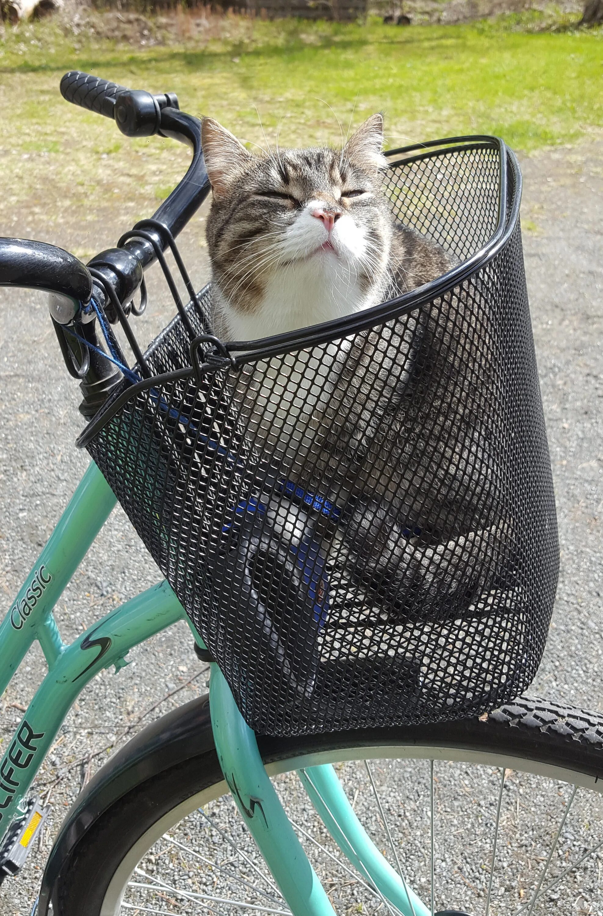 Кот на велосипеде. Кошачий велосипед. Корзина для кота на велосипед. Кот в корзинке на велосипеде.