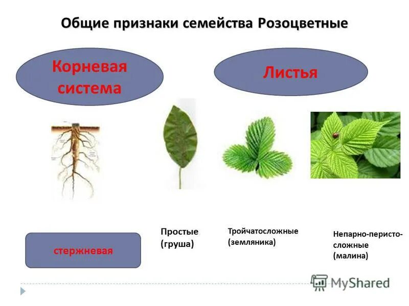 Розоцветные корневые. Семейство Розоцветные корневая система. Корневая система семейства розоцветных. Листья семейства розоцветных. Семейство Розоцветные Тип корневой системы.