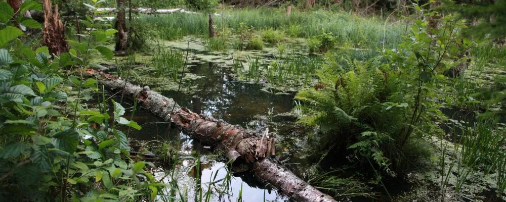 2 февраля день водно болотных угодий. Водно болотное угодье в бурятии. Водно болотное угодье в бурятии. Болота керженского заповедника. Мшинское болото ленинградская область.