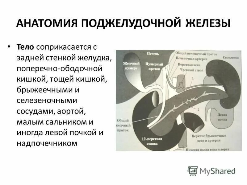 Поджелудочная маркеры