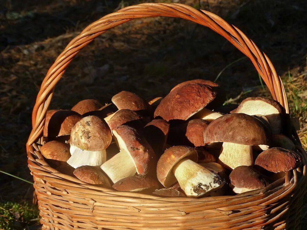 грибы в 1 5 года. счётный материал для дошкольников. белый гриб. корзина с грибами. грибы в пище.