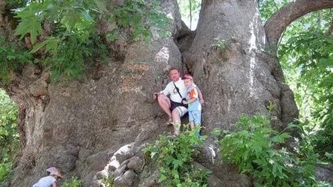 2 платан