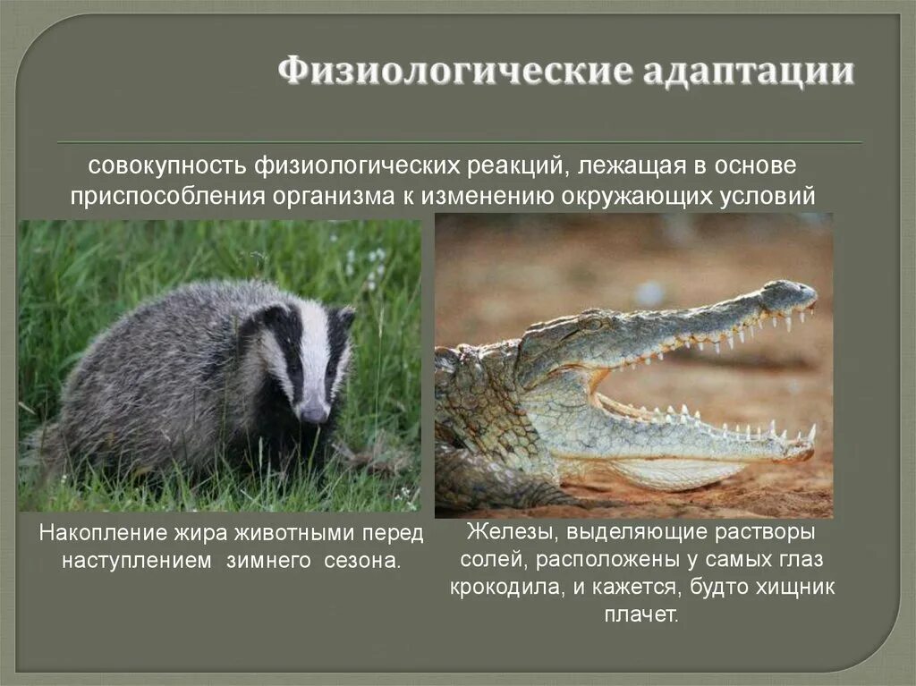 Приведите примеры общих и частных адаптаций: найдено 82 изображений