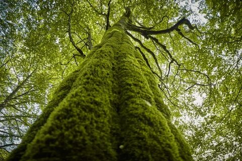 I am a green tree