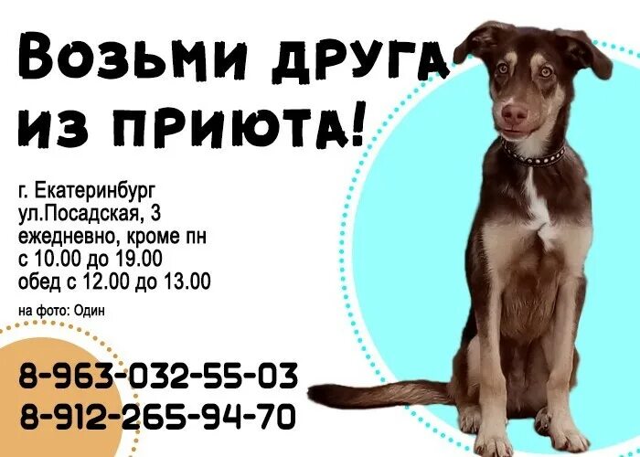 Телефон приюта для животных. Номер телефона приюта. номер приюта для собак. номер телефона приюта для животных. номер телефона собачьего приюта.