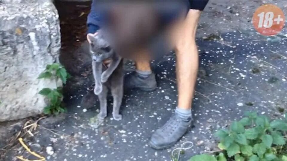 мальчик живодер съел сердце котенка