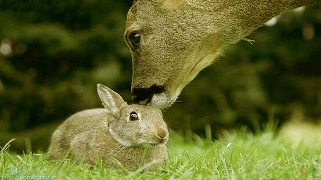 Animals w. Травоядные животные. Красивые травоядные животные. Заяц олень. Заяц травоядный.