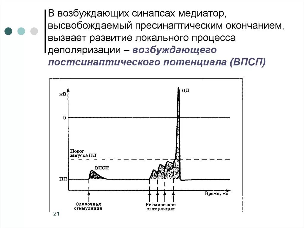 Торможение синапса. Возбуждающие синапсы и их медиаторы. возбуждающие синапсы и их медиаторы ионные механизмы впсп. медиаторы возбуждения в синапсах. возбуждающие синапсы медиатор.