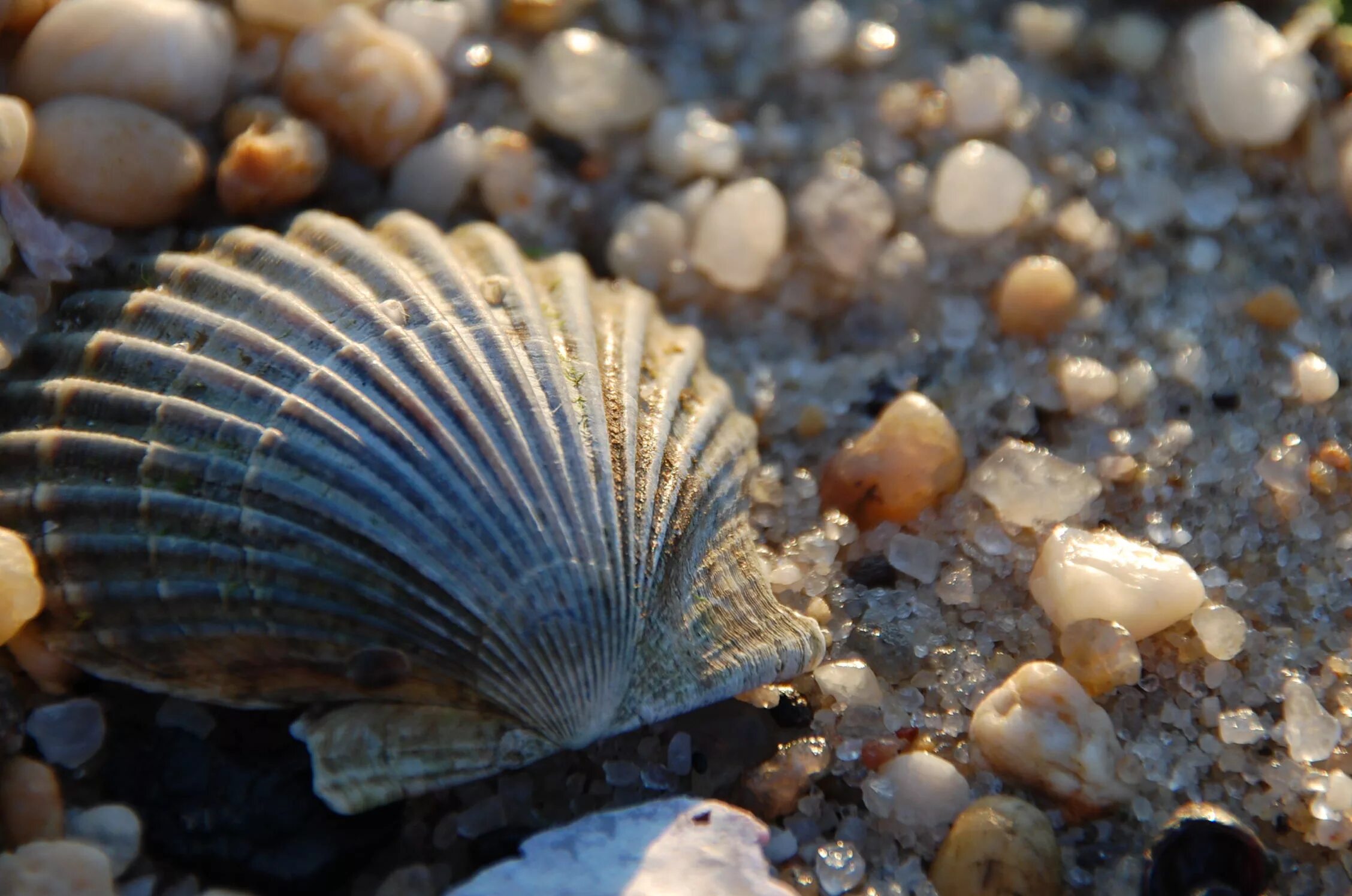 Моллюски на берегу. Моллюски черного моря. Ракушки в воде. Морская раковина тридакна. Морские глубины.