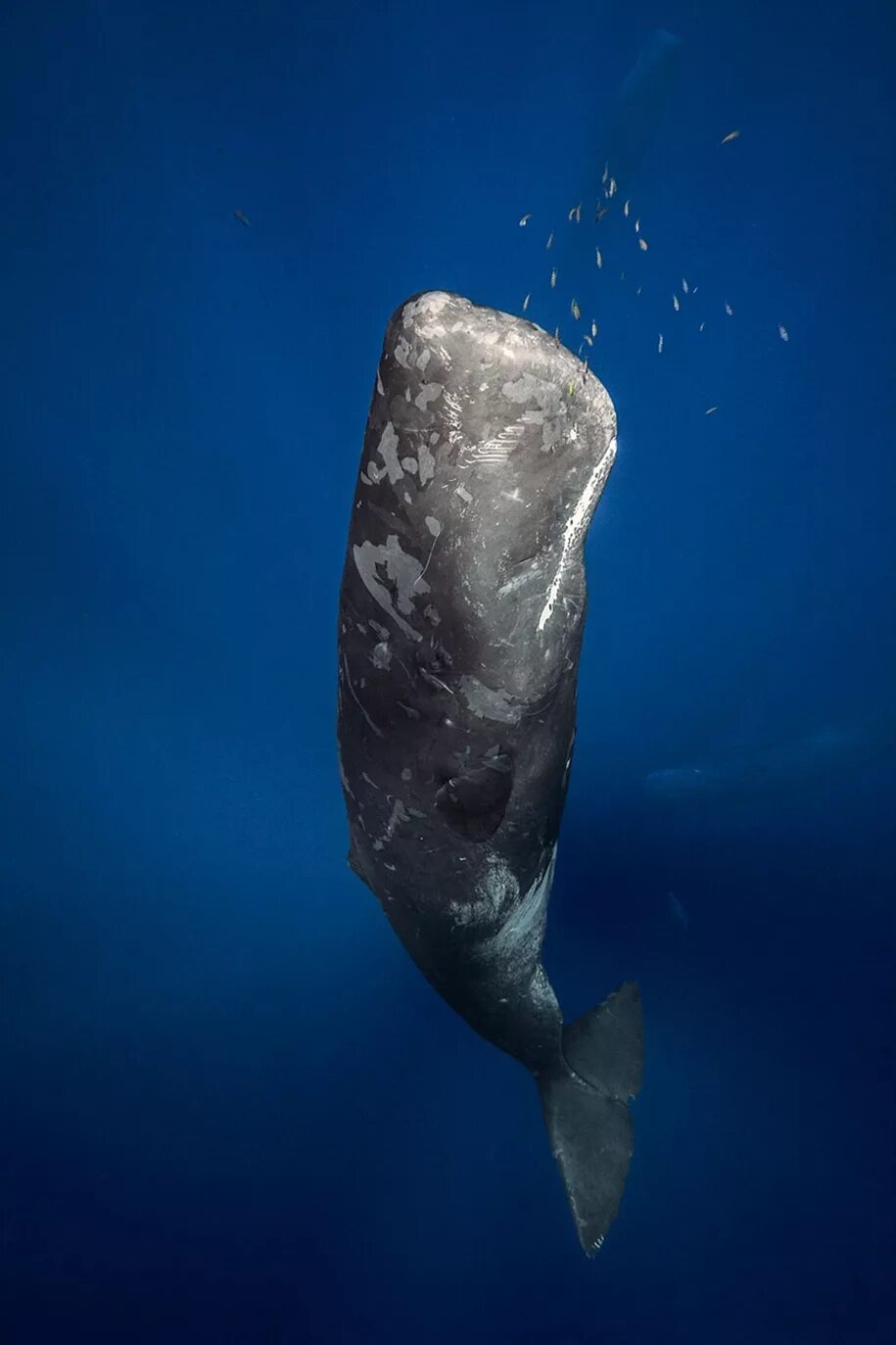 Кошелот. Китообразные Кашалот. Горбач синий кит Кашалот. Фотографию кита кашалота. Кашалот в Антарктиде.
