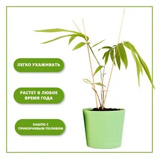 Бизнес план по выращиванию бамбука