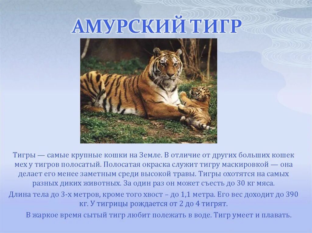 Про красную книга про тигра. Амурский тигр Panthera Tigris altaica. Рассказ про Амурского тигра. Амурский тигр красная книга. Рассказ при Амурского Тигоа.