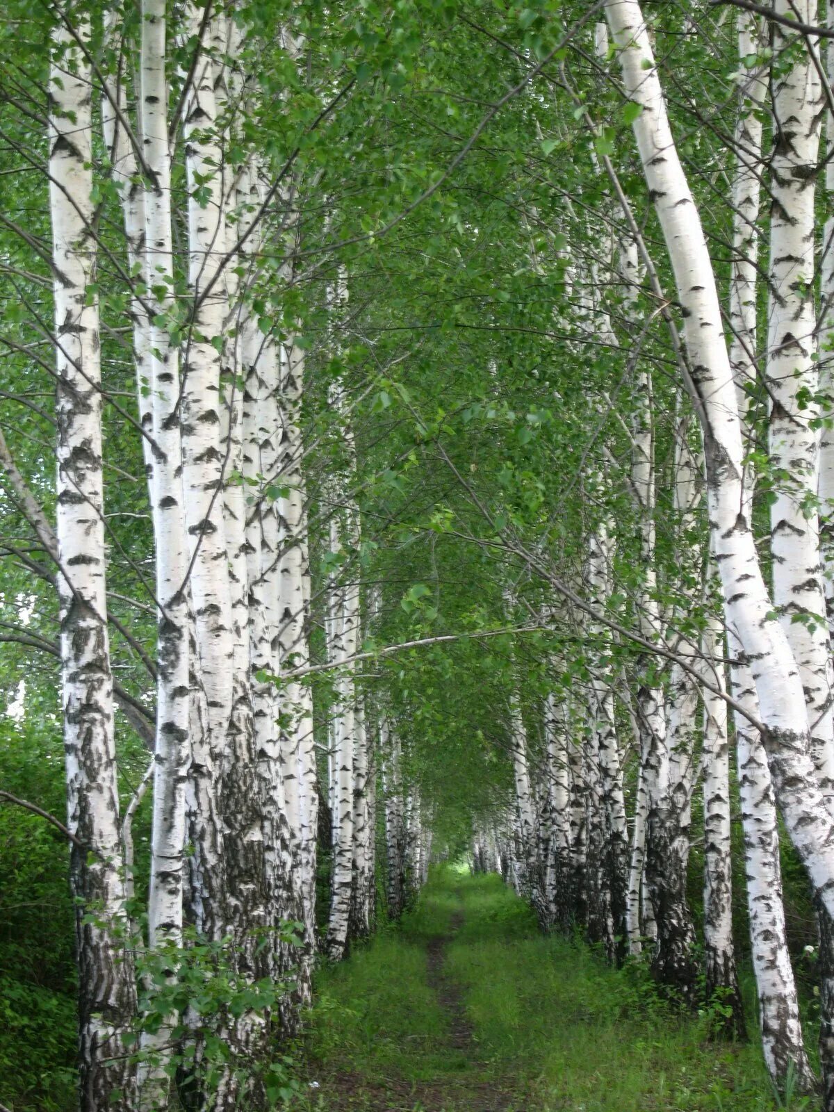 Березка мягкая. Берёзовая роща Курск. Березовая роща Саратов. Берёзовая роща Орехово-Зуево. Березовые Рощи Южного Урала.