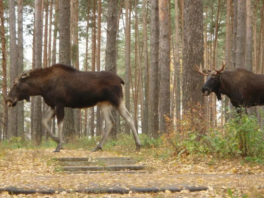 Лось разобрать