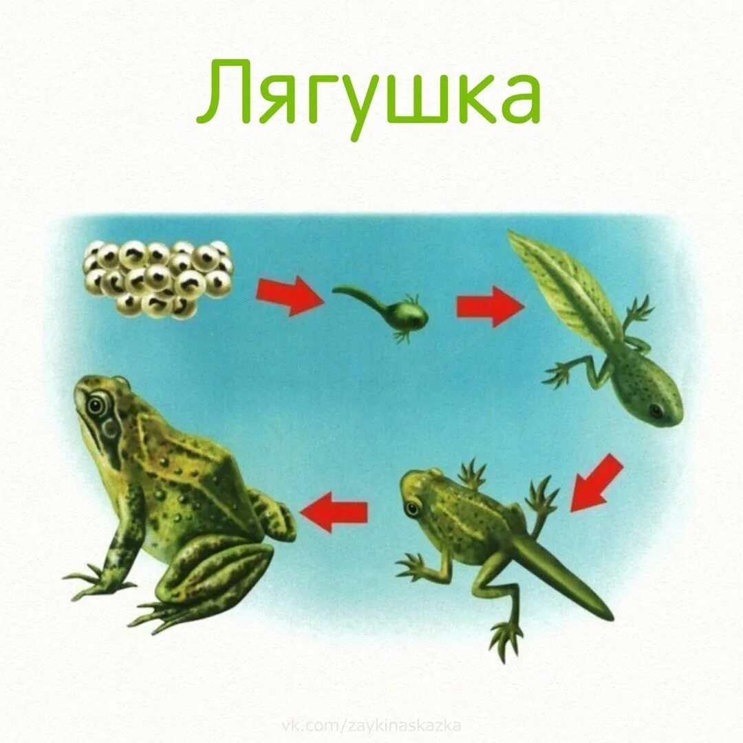 Схема развития лягушки для дошкольников. Стадии появления лягушки. Жизненный цикл лягушки zhiznennyy tsikl Lyagushki. Стадии жизненного цикла лягушки.