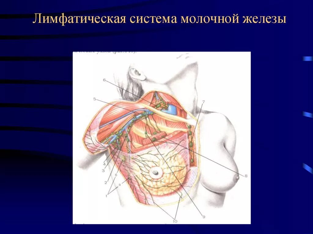 Рак лимфатической железы