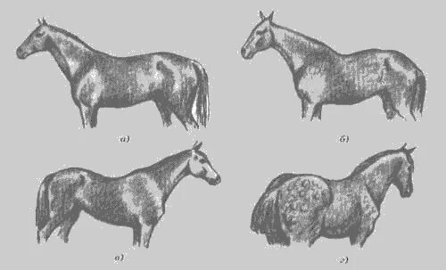 Лошади разбор. Упитанность лошадей. Низкая холка у лошади. Категории упитанности лошадей. Карпообразная поясница у лошади.