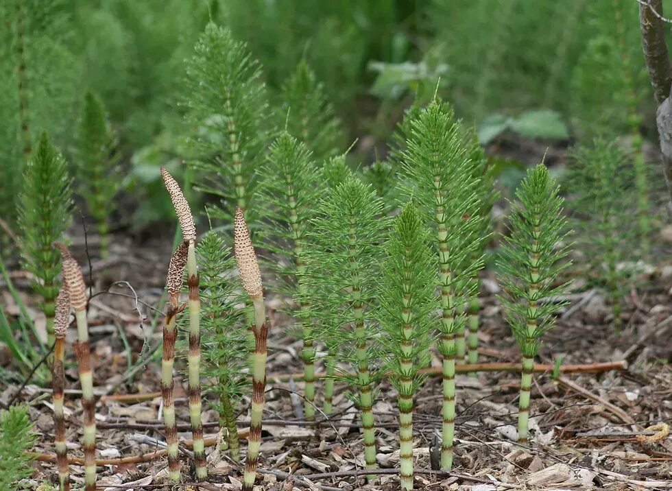 Хвощеобразные растения. Хвощ полевой. Хвощ полевой (Equisetum arvense). Хвощ полевой шишки. Хвощ полевой Equisetum arvense l..