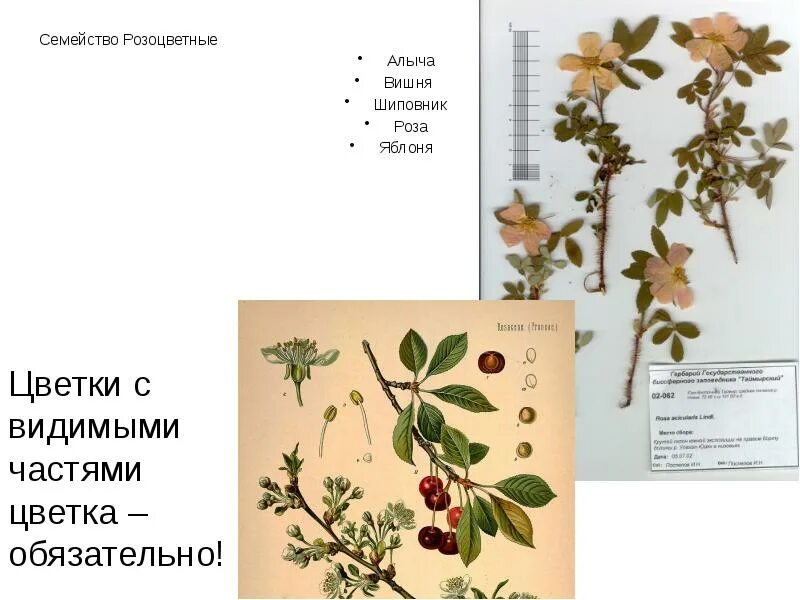 Яблоню вишню шиповник объединяют в одно семейство. Гербарий семейства розоцветных. розоцветные гербарий. семейство розоцветные шиповник. семейство розоцветные гербарий растений.